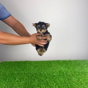 Yorkshire Terrier - Dora