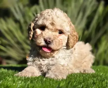 Cavapoo - Moha