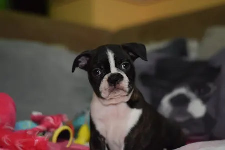 Boston Terrier - Üstökös ( Comet )