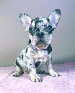 French Bulldog - Mirella