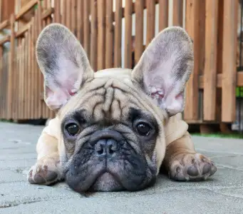 French Bulldog - Elmo