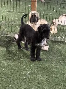 Afghanischer Windhund - Xelina