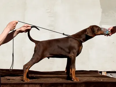 Dobermann - Barnabás