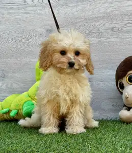 Cavapoo - Ecco ( Toy Size )