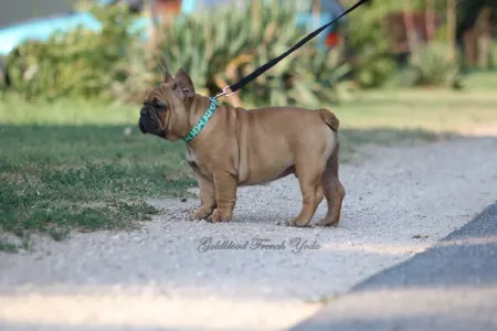 French Bulldog - Yoda