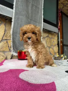 Cavapoo - Zara