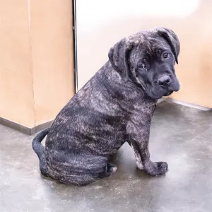 Cane Corso - Rambo
