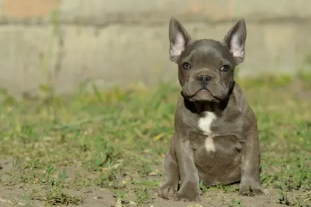 Bulldog francese - Madeleine 