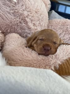 Hungarian Short-haired Vizsla - Vidual Aladár