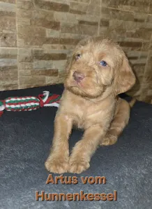 Hungarian Wire-haired Vizsla - Artus Vom Hunnenkessel