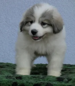 Pyrenean Mountain Dog - Candybelldream Emma