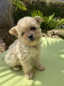 Maltipoo - Florida
