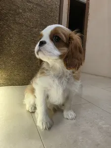 Kavalír King Charles španěl - Edward