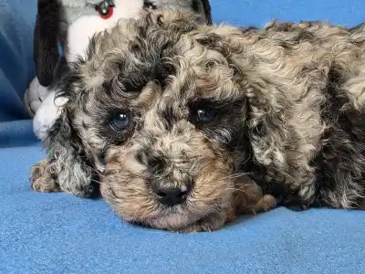 Cavapoo - Moon