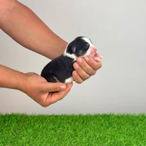 Australian Shepherd - Elixir