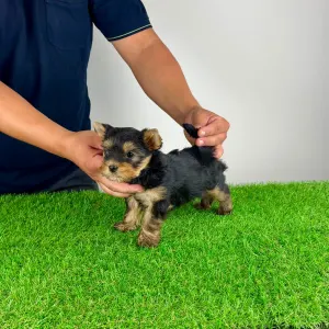 Yorkshire terrier - Emio