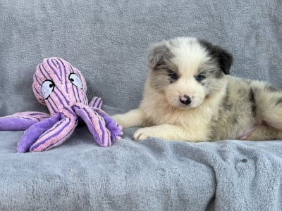 Border kolie - Slate Merle Boy