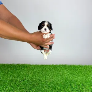 Cavalier King Charles Spaniel - Shiraz