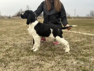 Angol springer spániel - Forcewind Desire To Win ‘ Winnie ‘ 