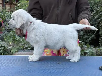 Golden Retriever - Tesa