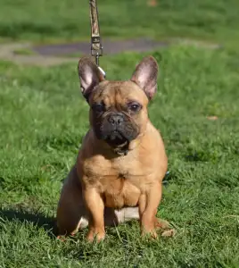Francia bulldog - Brillant Sang Royal Virtus