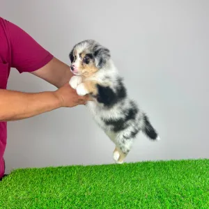 Australian Shepherd - Tamy