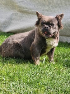 Französische Bulldogge - Emma