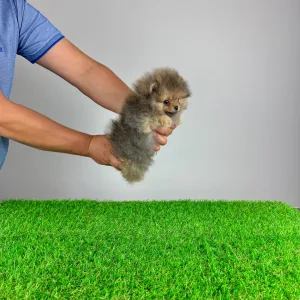German Pomeranian Spitz - Fluffy