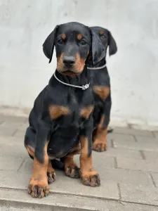 Dobermann - Meduza Nero Di Angelo 