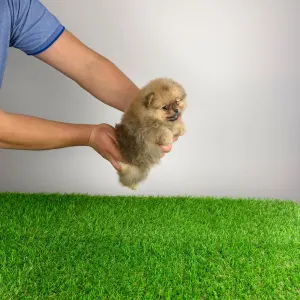 Pomeranian - Quisina