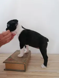 Boston Terrier - Harper