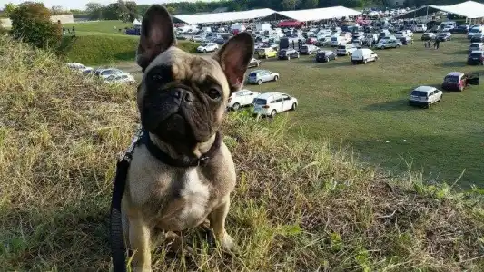 Kavapoo - Pinsch-bull Kennel