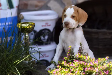 English Pointer - Dias