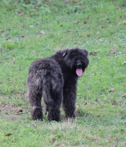 Bouvier des Flandres - Marilyn Monroe Of Pörgelóci