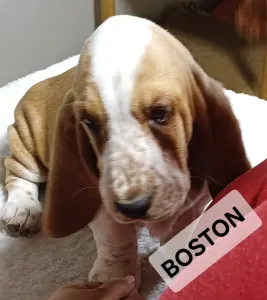 Basset Hound - Boston