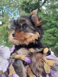Yorkshire Terrier - Shazam