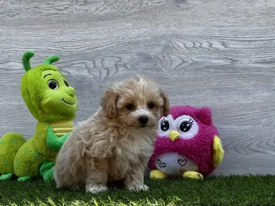 Maltipoo - Polly