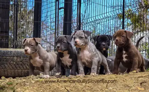 Amerikai Bully - Pocket - Ak Bully Kyra/una