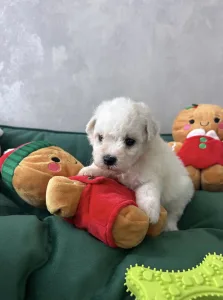 Bichon frisé - Arya