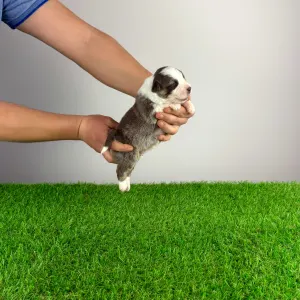 Australian Shepherd - Bizzy