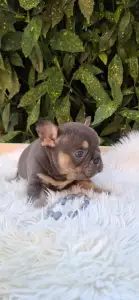 Bulldog francese - Donnie