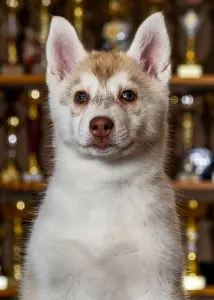 Szibériai husky - Saint Michael Island Winter Rose 