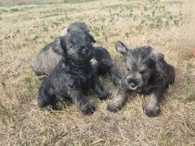 Törpe schnauzer - J Male3