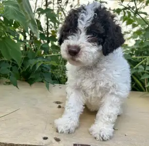 Lagotto Romagnolo - Big Nose Kate