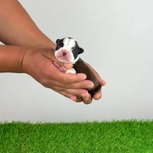 Boston Terrier - Jamila