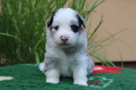 Border Collie - Banduren Border Flow
