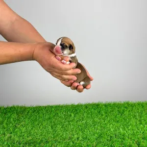 Pembroke Welsh Corgi - Welo