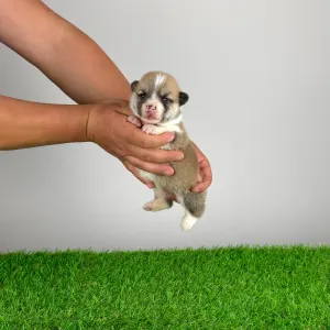 Welsh Corgi Pembroke - Zuro