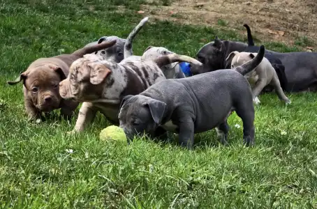 Amerikai Bully - Pocket - Ak Bully Kyra/una