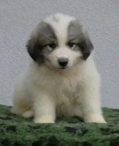 Pyrenean Mountain Dog - Candybelldream Elvis